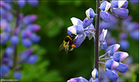 Alaskalupin / Lupinus nookatensis