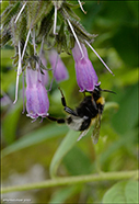 Garðahumla / Bombus hortorum