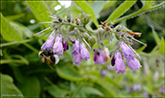 Garðahumla / Bombus hortorum